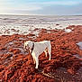 Oxo a rejoint le concours — aidez-le/la à gagner de superbes lots ! animal, beach, calm, coast, collar, daylight, dog, landscape, nature, ocean, outdoor, pet, sand, scenery, seashore, seaweed, sky, water, waves, white_dog