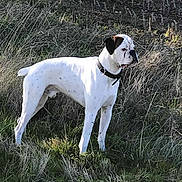 Oxo participe au concours pour gagner de l'argent avec cette photo : dog, white_dog, black_spots, collar, grass, field, outdoor, nature, animal, pet, alert, standing, side_view, daylight, brown_patch, short_fur, canine, looking_away, wild_grass, sunlight