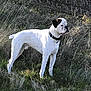 dog, white_dog, black_spots, collar, grass, field, outdoor, nature, animal, pet, alert, standing, side_view, daylight, brown_patch, short_fur, canine, looking_away, wild_grass, sunlight