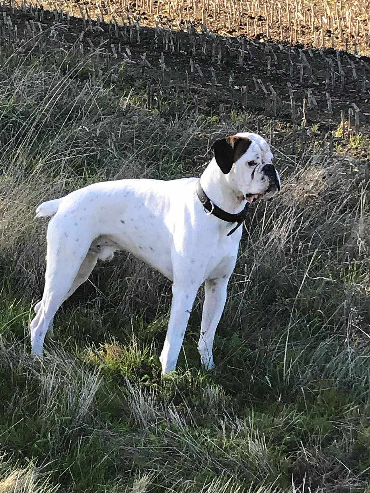 Oxo participe au concours pour gagner de l'argent avec cette photo : dog, white_dog, black_spots, collar, grass, field, outdoor, nature, animal, pet, alert, standing, side_view, daylight, brown_patch, short_fur, canine, looking_away, wild_grass, sunlight