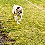 Oxo participe au concours pour gagner de l'argent avec cette photo : dog, bulldog, white_dog, grass, field, outdoor, pet, walking, nature, animal, canine, greenery, park, daylight, leash, fur, ears, snout, muzzle, expression