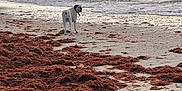 Oxo a rejoint le concours — aidez-le/la à gagner de superbes lots ! animal, beach, black_and_white, canine, cloudy_sky, coast, collar, daytime, dog, landscape, looking_back, nature, ocean, outdoor, pet, sand, seaweed, shore, water, waves
