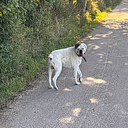 Oxo participe au concours pour gagner de l'argent avec cette photo : animal, black_spots, canine, curious, daylight, dog, forest_edge, grass, greenery, nature, outdoor, path, pet, road, shadow, summer, sunlight, tree, walking, white_dog