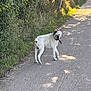 animal, black_spots, canine, curious, daylight, dog, forest_edge, grass, greenery, nature, outdoor, path, pet, road, shadow, summer, sunlight, tree, walking, white_dog