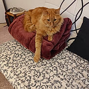 Tao participe au concours pour gagner de l'argent avec cette photo : cat, ginger_cat, fur, blanket, bed, patterned_bedspread, pillow, indoor, pet, feline, relaxed, cozy, stretching_paw, home, furniture, comfort, animal, cute, sleepy, domestic