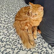 Tao participe au concours pour gagner de l'argent avec cette photo : animal, bedspread, cat, cozy, curious, cute, domestic_cat, feline, fur, indoor, orange_tabby, patterned, pet, pillow, relaxed, resting, sleeping_area, soft, tail, whiskers