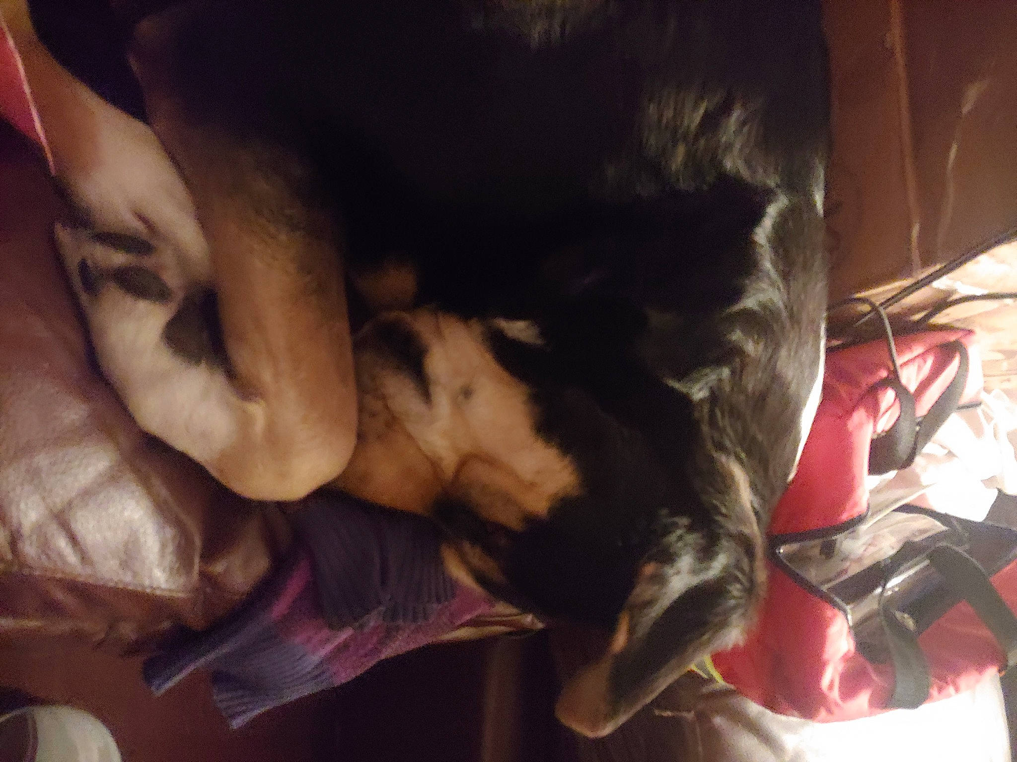 Lily joined the competition — help win amazing prizes! canidae, carnivore, comfort, companion_dog, dog, dog_breed, fawn, felidae, fun, fur, gesture, happy, human_leg, room, small_to_medium_sized_cats, snout, sporting_group, tail, tree, whiskers