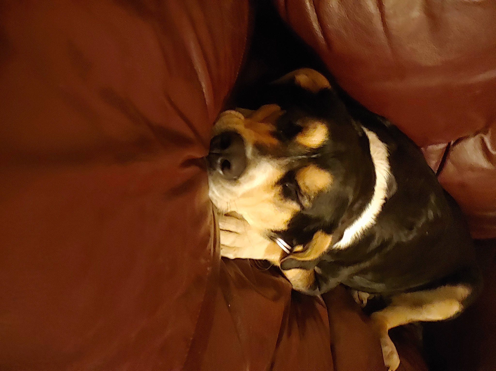 Lily joined the competition — help win amazing prizes! boston_terrier, canidae, carnivore, comfort, companion_dog, dog, dog_breed, fawn, felidae, fur, paw, puppy, puppy_love, small_to_medium_sized_cats, snout, sporting_group, tail, toy_dog, whiskers, working_animal