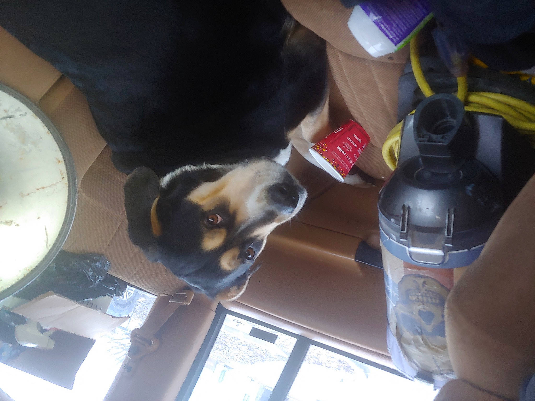 Lily is registered to the contest to win money with this photo: auto_part, carnivore, cat, circle, companion_dog, dishware, dog_breed, fawn, felidae, gas, light, plastic_bottle, small_to_medium_sized_cats, snapshot, tail, vehicle, water_bottle, whiskers, window, wrist