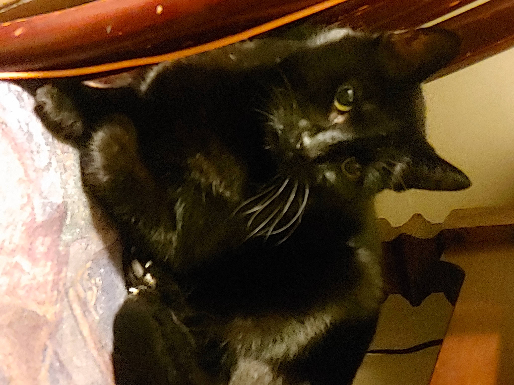 Lucky joined the competition — help win amazing prizes! black_cat, bombay, carnivore, cat, claw, domestic_short_haired_cat, felidae, fur, small_to_medium_sized_cats, snout, tail, terrestrial_animal, whiskers