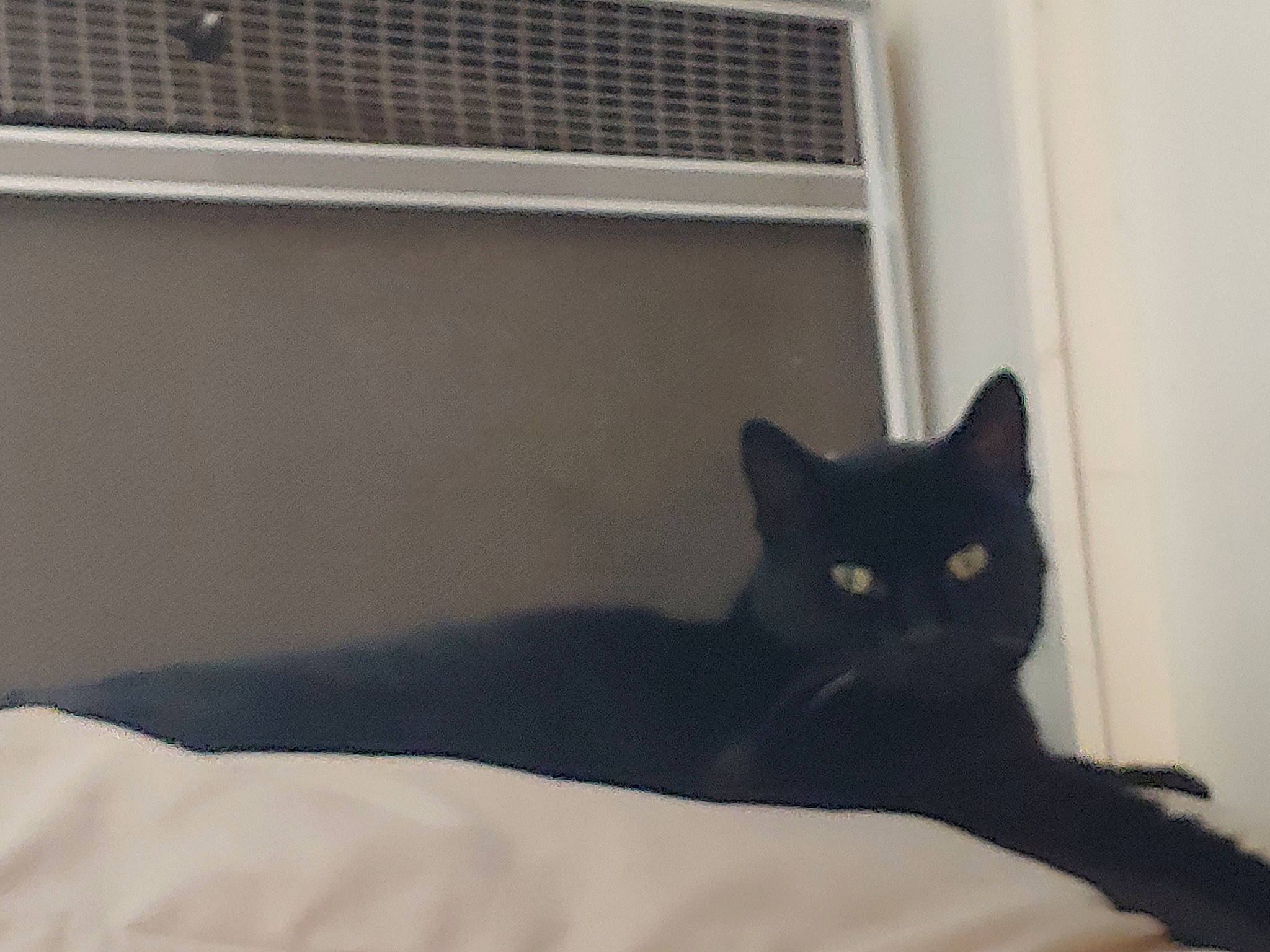 Lucky joined the competition — help win amazing prizes! black_cat, bombay, carnivore, cat, comfort, domestic_short_haired_cat, felidae, flooring, fur, grey, hardwood, line, linens, room, small_to_medium_sized_cats, tail, tints_and_shades, whiskers, window, wood