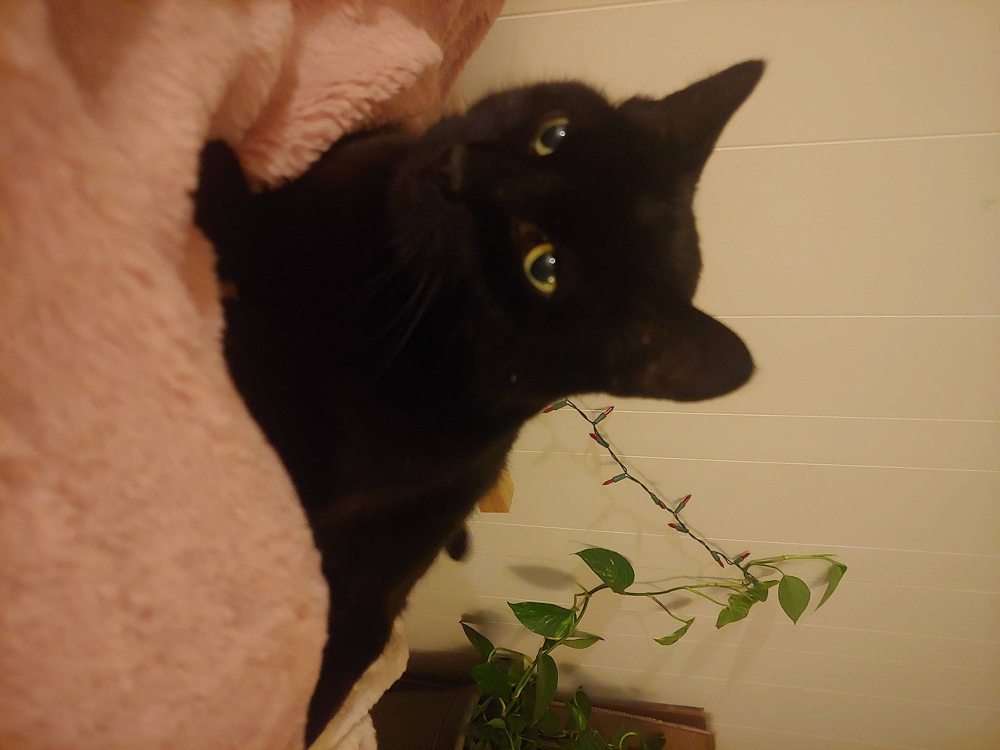 Lucky is registered to the contest to win money with this photo: black_cat, bombay, carnivore, cat, domestic_short_haired_cat, felidae, flowerpot, fur, houseplant, plant, small_to_medium_sized_cats, snout, tail, terrestrial_animal, whiskers, window