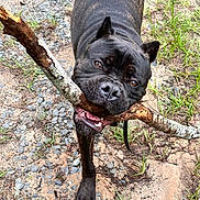 Primo joined the competition — help win amazing prizes! animal, black_dog, canine, closeup, daylight, dirt_path, dog, ears, fur, grass, gravel, mouth, nature, outdoor, pet, playful, stick, teeth, tongue, walking
