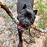 animal, black_dog, canine, closeup, daylight, dirt_path, dog, ears, fur, grass, gravel, mouth, nature, outdoor, pet, playful, stick, teeth, tongue, walking
