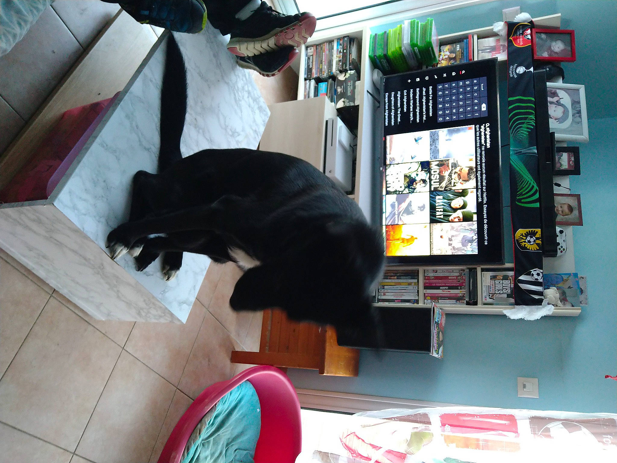 Draco a rejoint le concours — aidez-le/la à gagner de superbes lots ! audio_equipment, carnivore, circuit_component, circuit_prototyping, comfort, companion_dog, computer_hardware, display_device, dog, dog_breed, felidae, flooring, fur, gadget, machine, multimedia, room, small_to_medium_sized_cats, sporting_group, tail