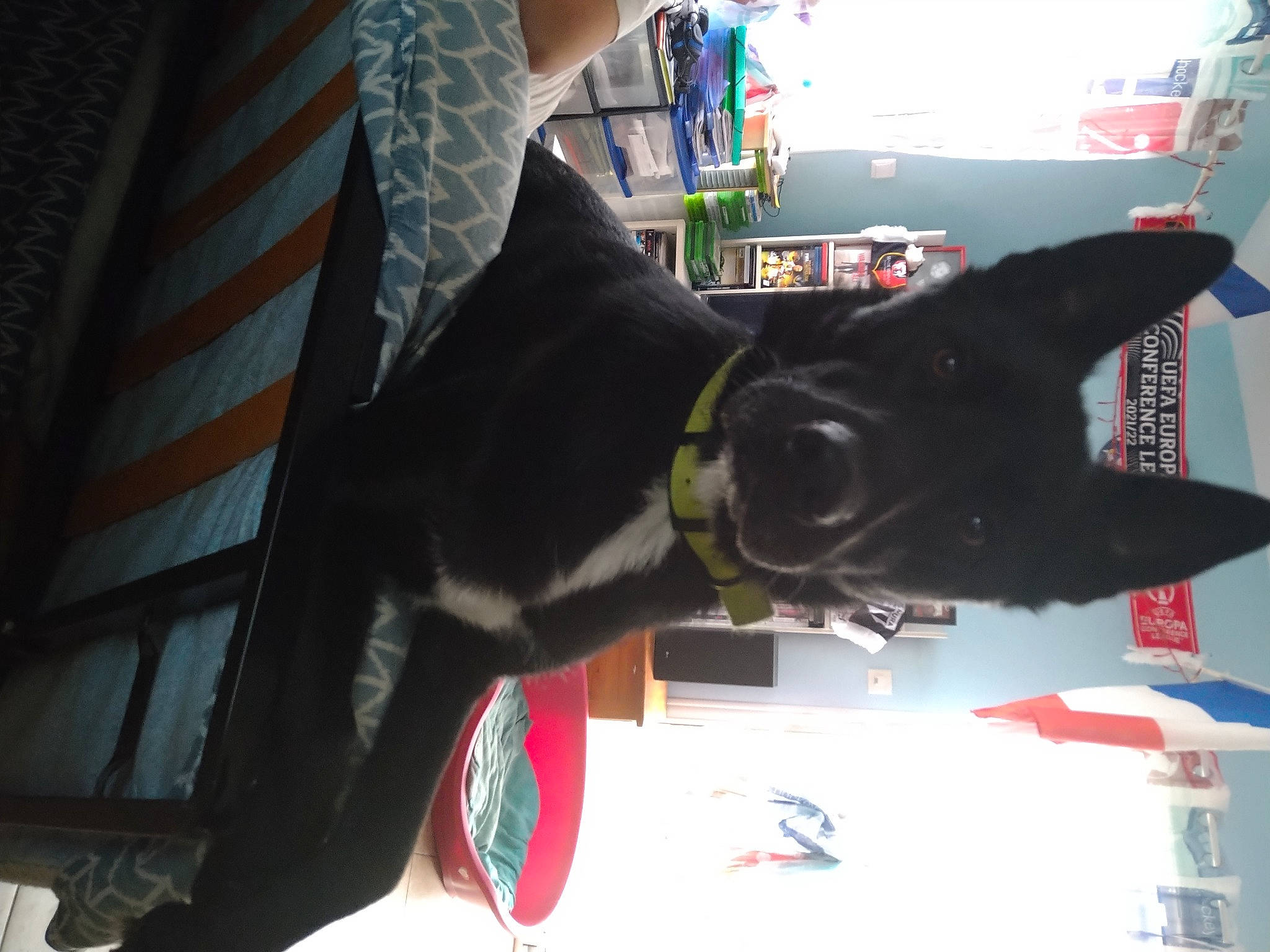 Draco a rejoint le concours — aidez-le/la à gagner de superbes lots ! art, black_cat, carmine, carnivore, cat, dog, dog_breed, domestic_short_haired_cat, felidae, fictional_character, fur, guard_dog, personal_protective_equipment, sculpture, small_to_medium_sized_cats, snout, tail, whiskers, window