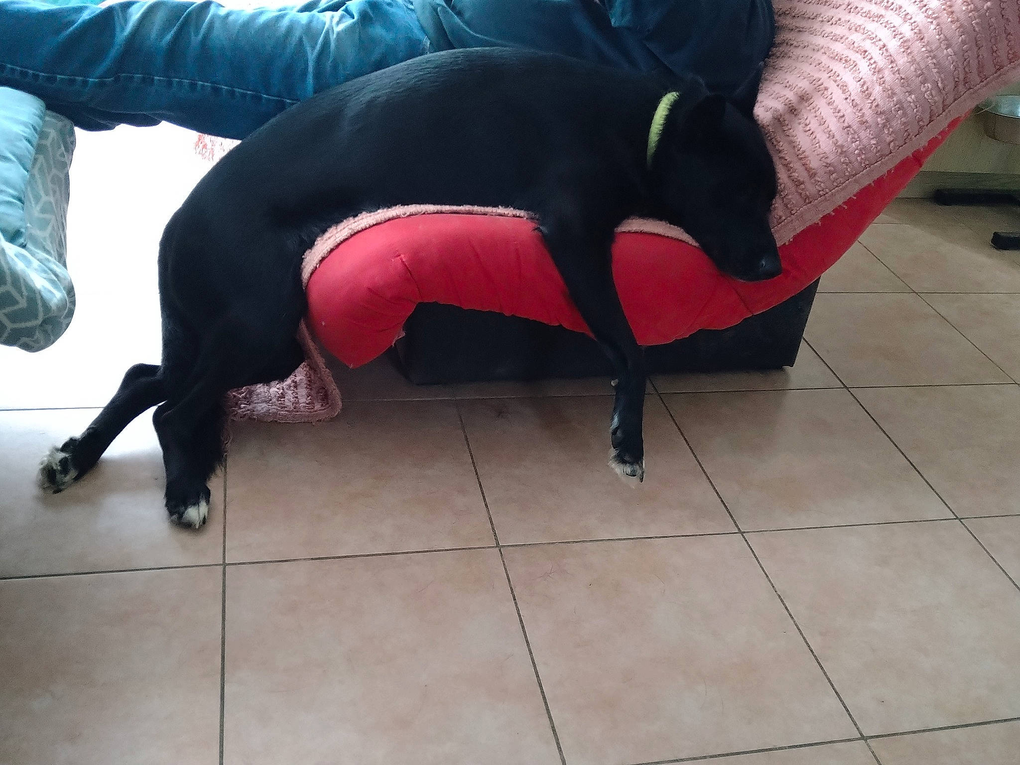 Draco a rejoint le concours — aidez-le/la à gagner de superbes lots ! carmine, carnivore, comfort, companion_dog, dog, dog_breed, fawn, floor, flooring, human_leg, knee, personal_protective_equipment, snout, spandex, sporting_group, sportswear, tail, thigh, tile_flooring, working_animal