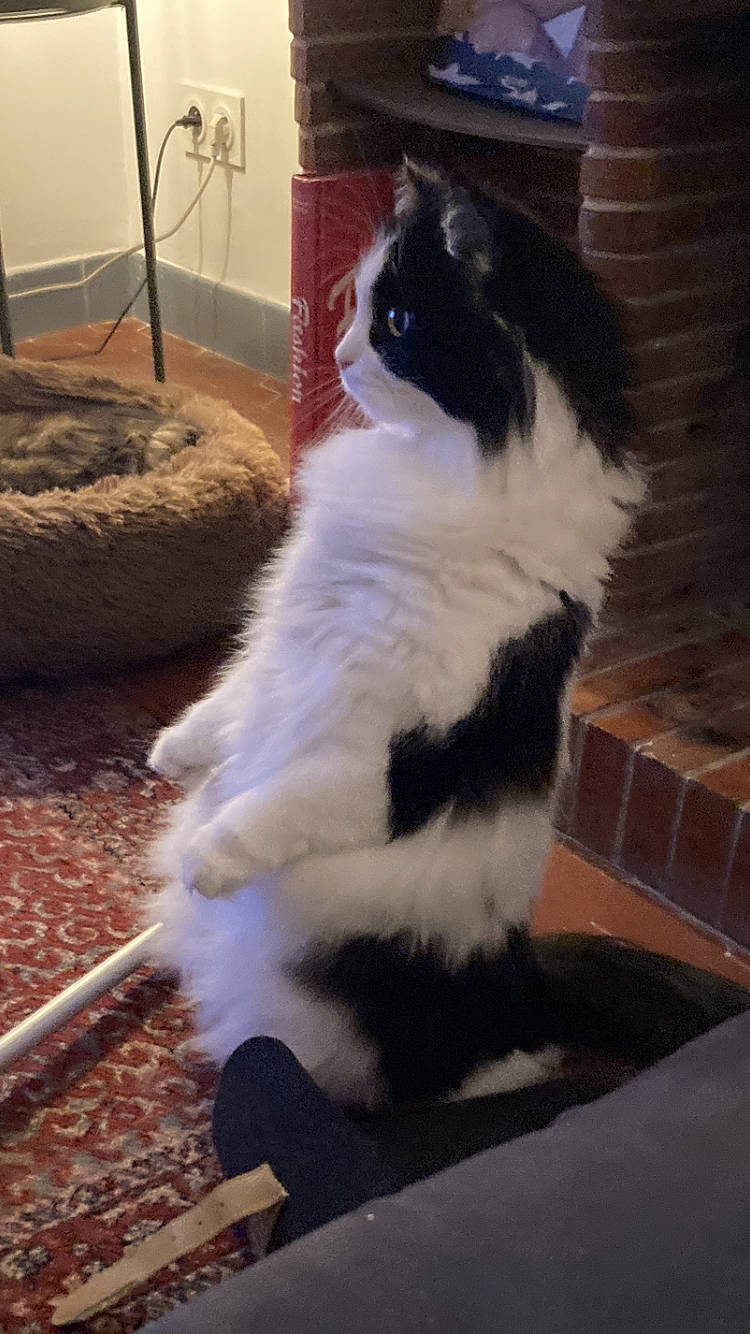 Punky participe au concours pour gagner de l'argent avec cette photo : brick, brickwork, british_longhair, carnivore, cat, comfort, companion_dog, domestic_short_haired_cat, felidae, flooring, formal_wear, fur, hardwood, sitting, small_to_medium_sized_cats, snout, tail, terrestrial_animal, whiskers, wood