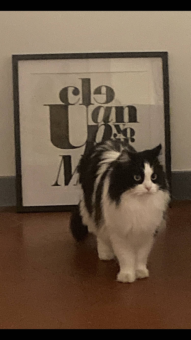 Punky participe au concours pour gagner de l'argent avec cette photo : art, carnivore, cat, companion_dog, eye, felidae, flooring, font, fur, monochrome_photography, paw, photo_caption, picture_frame, rectangle, room, small_to_medium_sized_cats, snout, tail, terrestrial_animal, whiskers