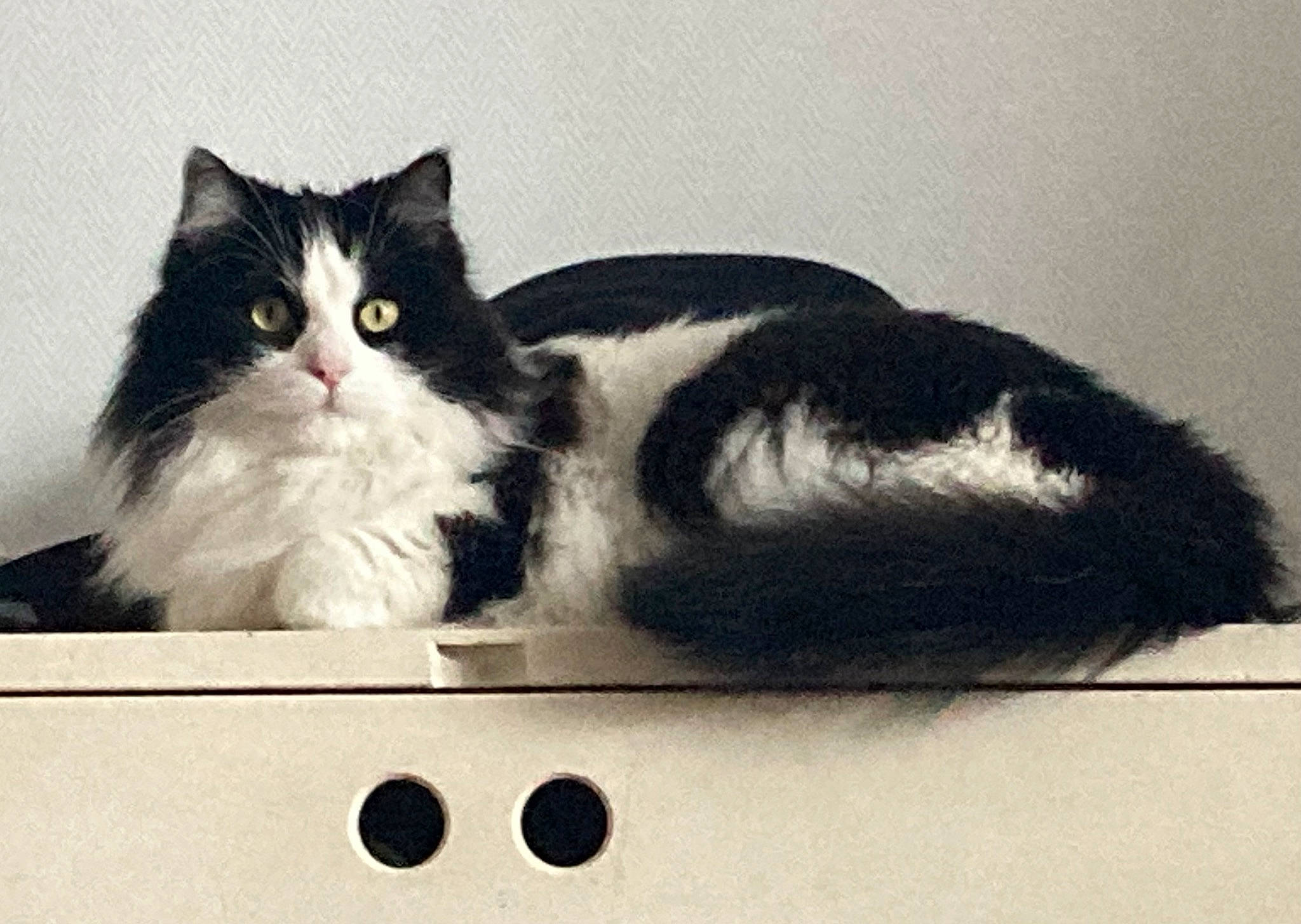 Punky participe au concours pour gagner de l'argent avec cette photo : art, box, cardboard, carnivore, cat, comfort, domestic_short_haired_cat, felidae, fur, monochrome_photography, paper_product, paw, rectangle, sitting, small_to_medium_sized_cats, tail, whiskers, window