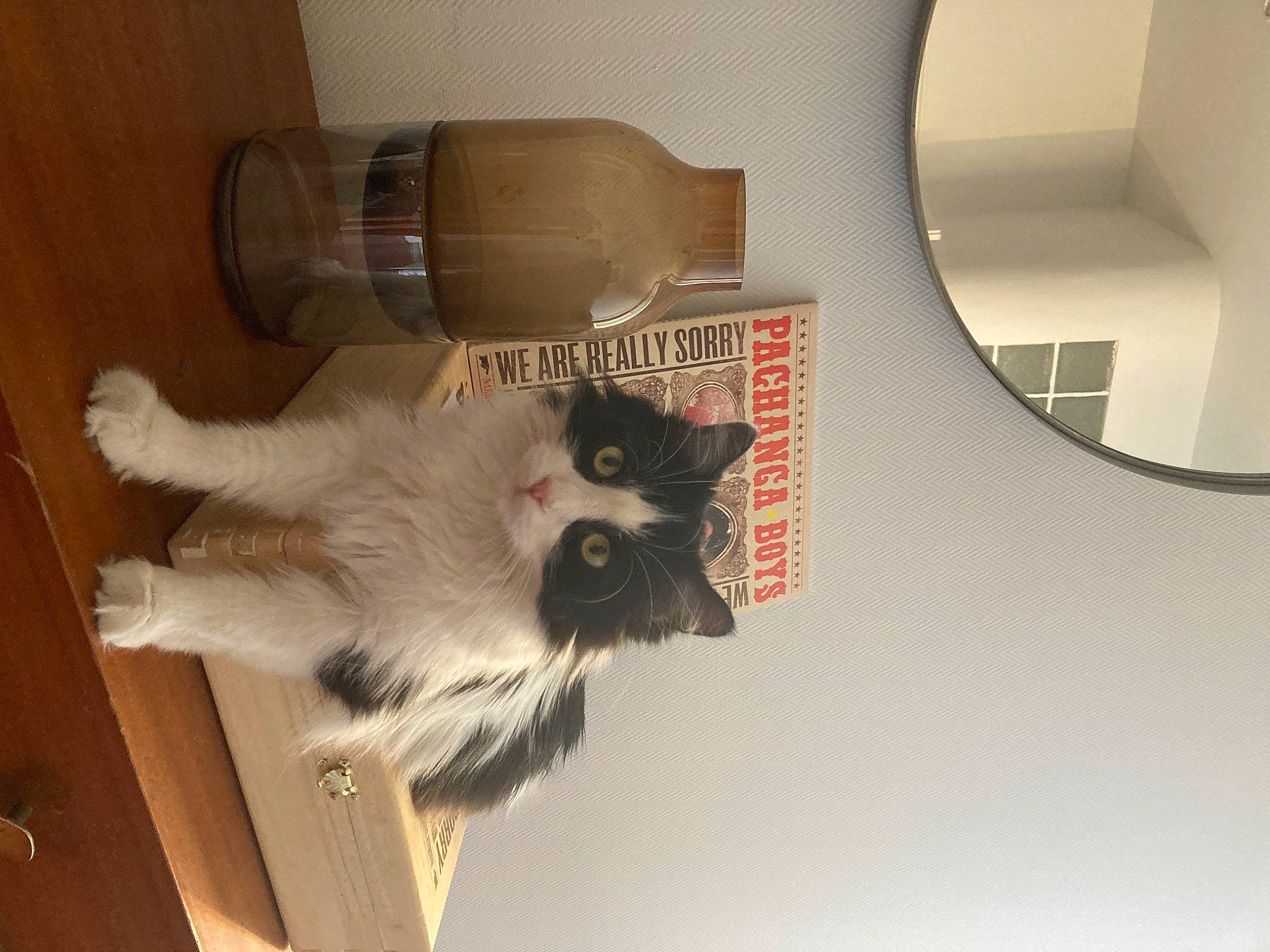 Punky a rejoint le concours — aidez-le/la à gagner de superbes lots ! carnivore, cat, circle, companion_dog, dog_breed, domestic_short_haired_cat, fawn, felidae, fur, hardwood, mirror, paper, paper_product, room, siamese, small_to_medium_sized_cats, sporting_group, tail, whiskers, wood