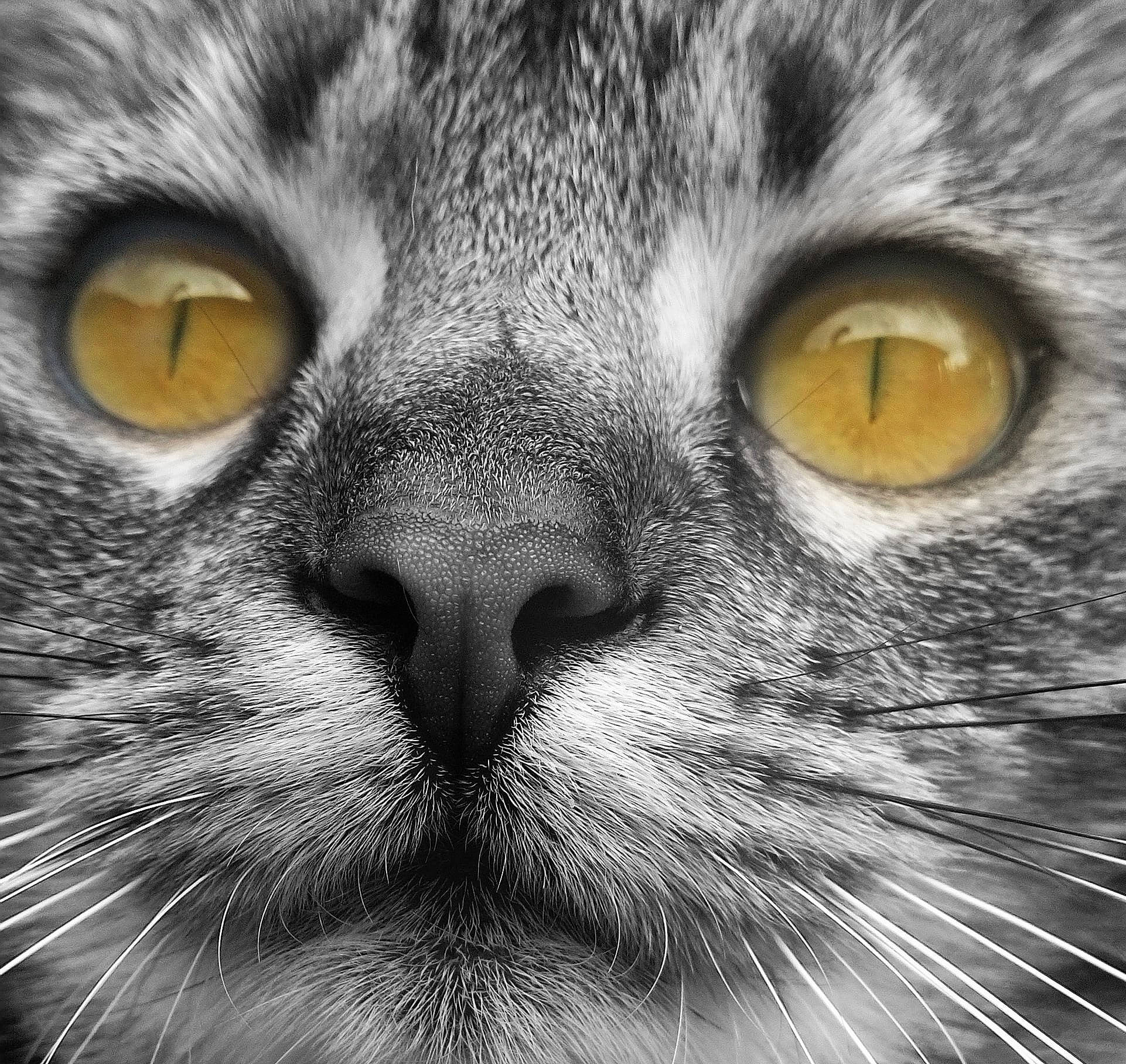 Babycat participe au concours pour gagner de l'argent avec cette photo : black, carnivore, cat, domestic_short_haired_cat, felidae, fur, grey, iris, mammal, monochrome, monochrome_photography, organism, small_to_medium_sized_cats, snout, style, terrestrial_animal, vertebrate, whiskers, white, wildlife