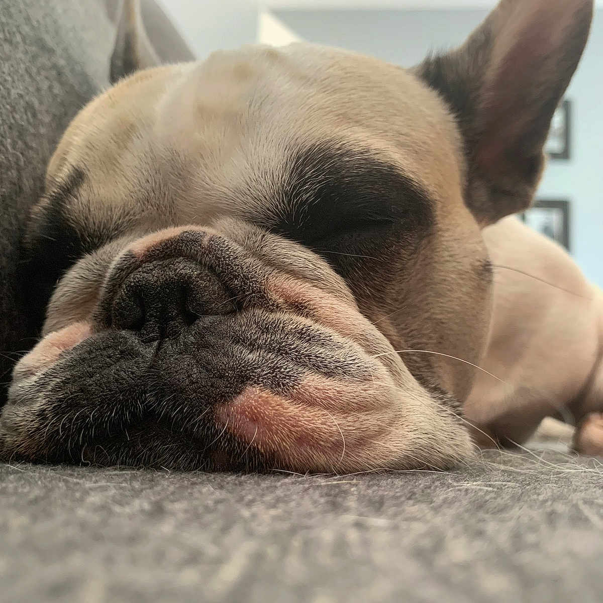 Romy participe au concours pour gagner de l'argent avec cette photo : animal, bostonbull, boxer, bulldog, canine, dog, frenchbulldog, person, pet, photoframe, pitbull, puppy, sleeping