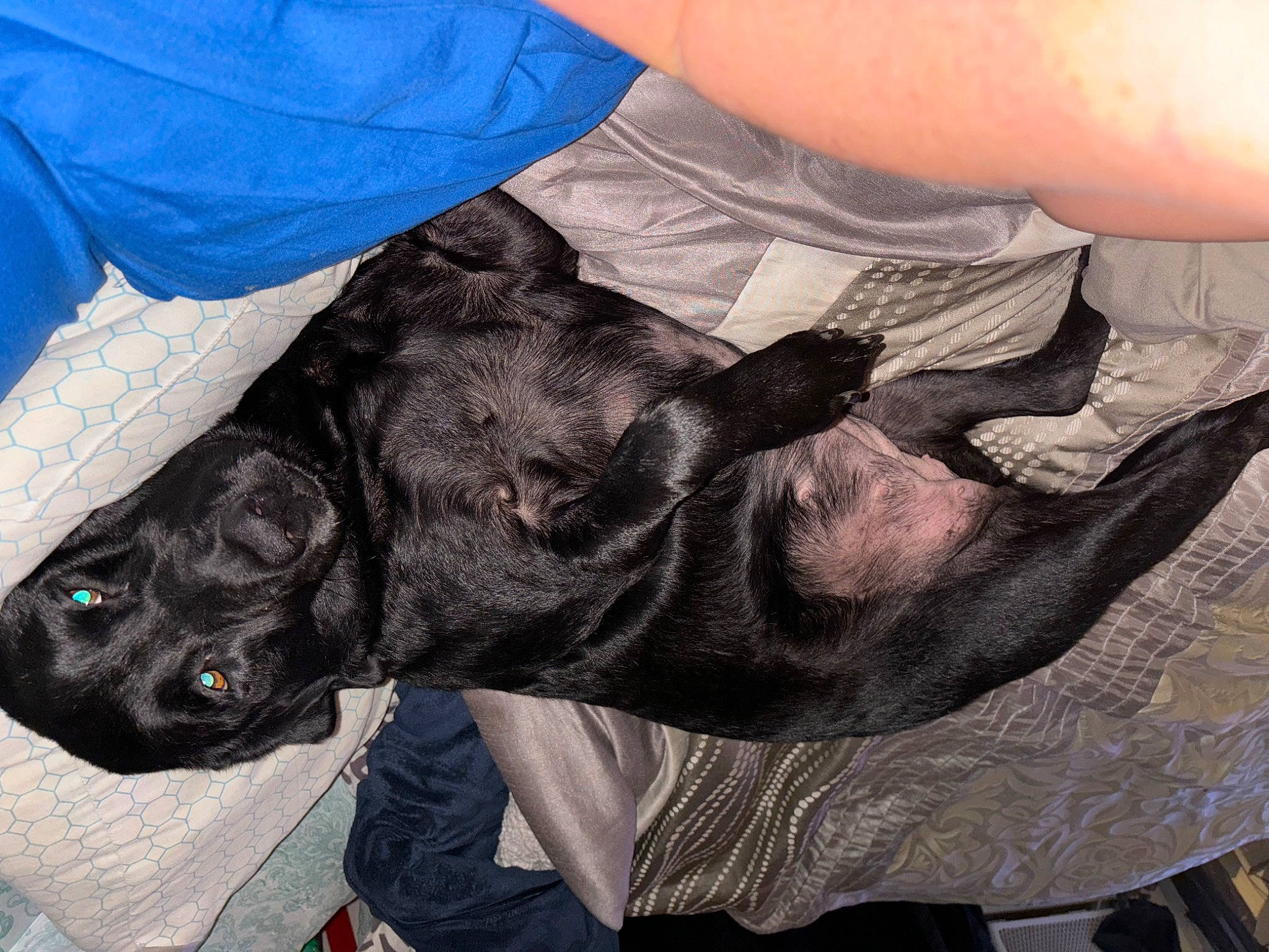 Lady joined the competition — help win amazing prizes! canidae, carnivore, comfort, companion_dog, dog, dog_breed, electric_blue, fawn, fur, grey, guard_dog, liver, mammal, non_sporting_group, sleeve, snout, sporting_group, terrestrial_animal, working_animal, wrist