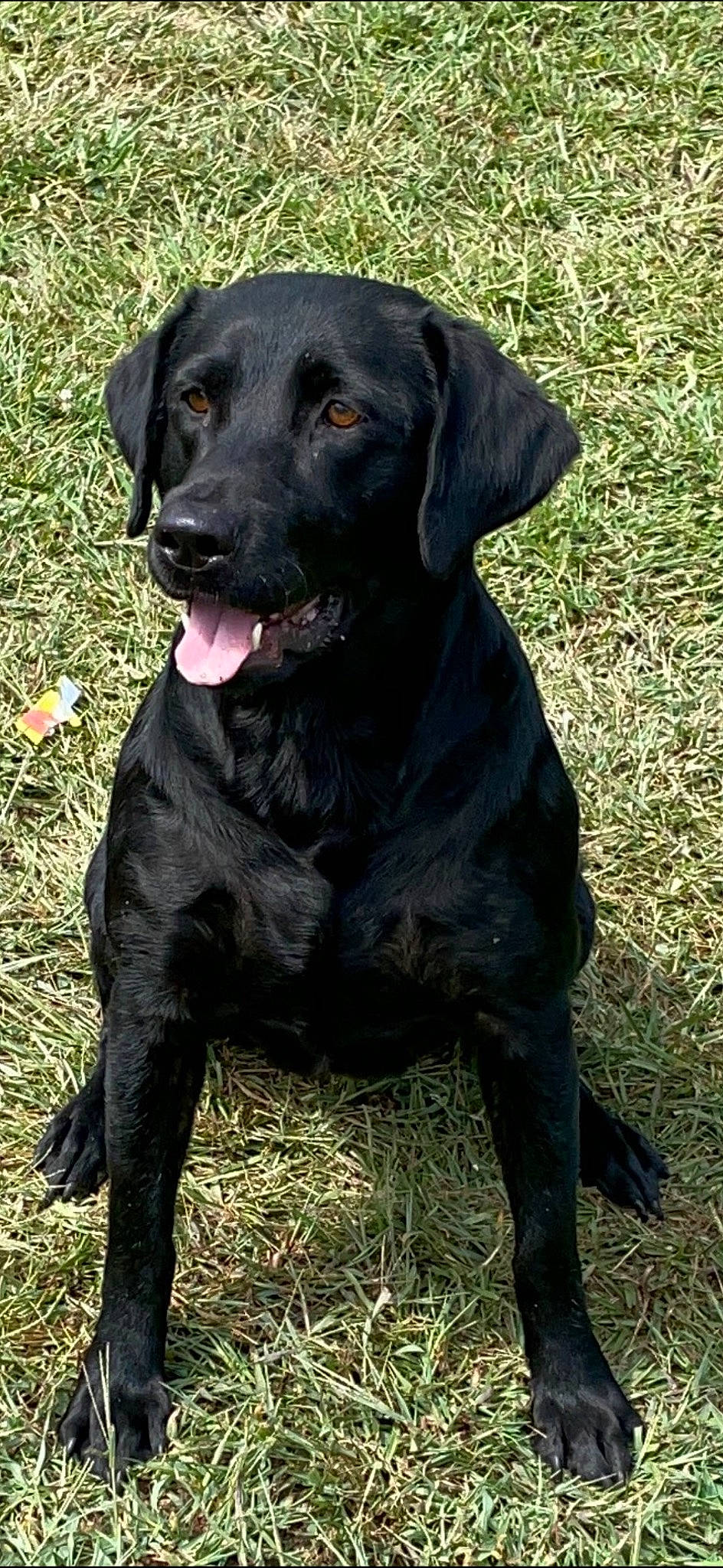 Lady joined the competition — help win amazing prizes! borador, canidae, carnivore, collar, companion_dog, dog, dog_breed, dog_collar, fur, grass, gun_dog, hunting_dog, labrador_retriever, liver, retriever, snout, sporting_group, terrestrial_animal, whiskers, working_animal