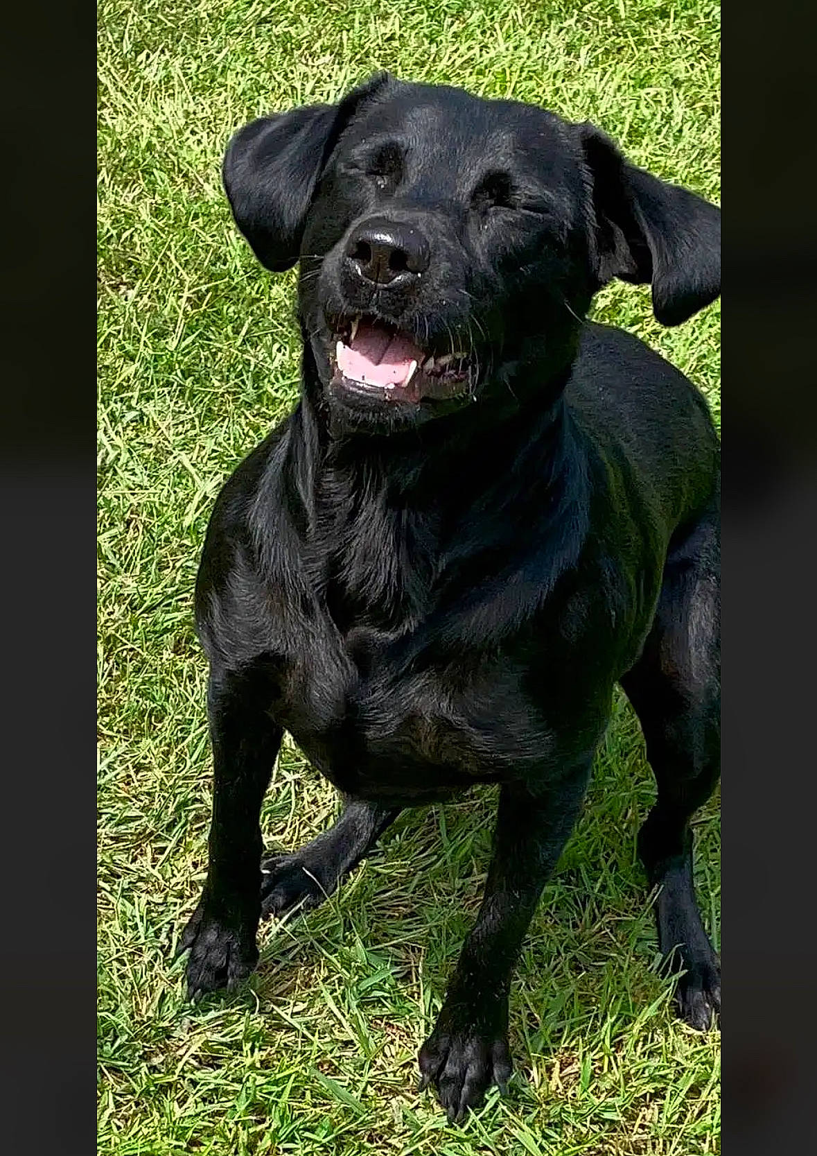 Lady is registered to the contest to win money with this photo: borador, carnivore, collar, companion_dog, dog, dog_breed, dog_collar, grass, gun_dog, hunting_dog, plant, snout, sporting_group, terrestrial_animal, whiskers, working_animal