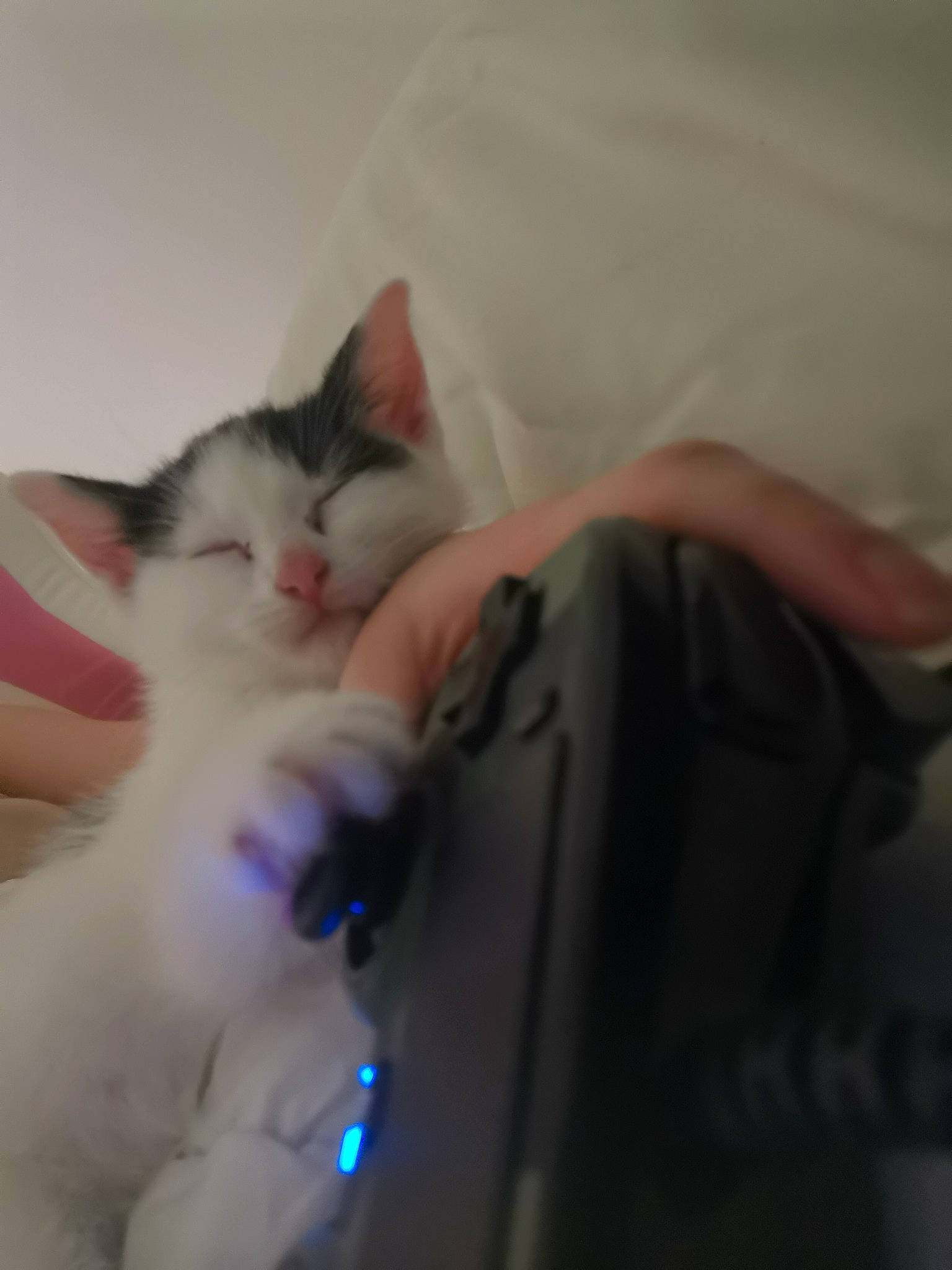 Dinah participe au concours pour gagner de l'argent avec cette photo : carnivore, cat, claw, comfort, domestic_short_haired_cat, ear, felidae, fur, gadget, gesture, iris, jaw, lap, nail, paw, small_to_medium_sized_cats, snout, tail, whiskers, wrist