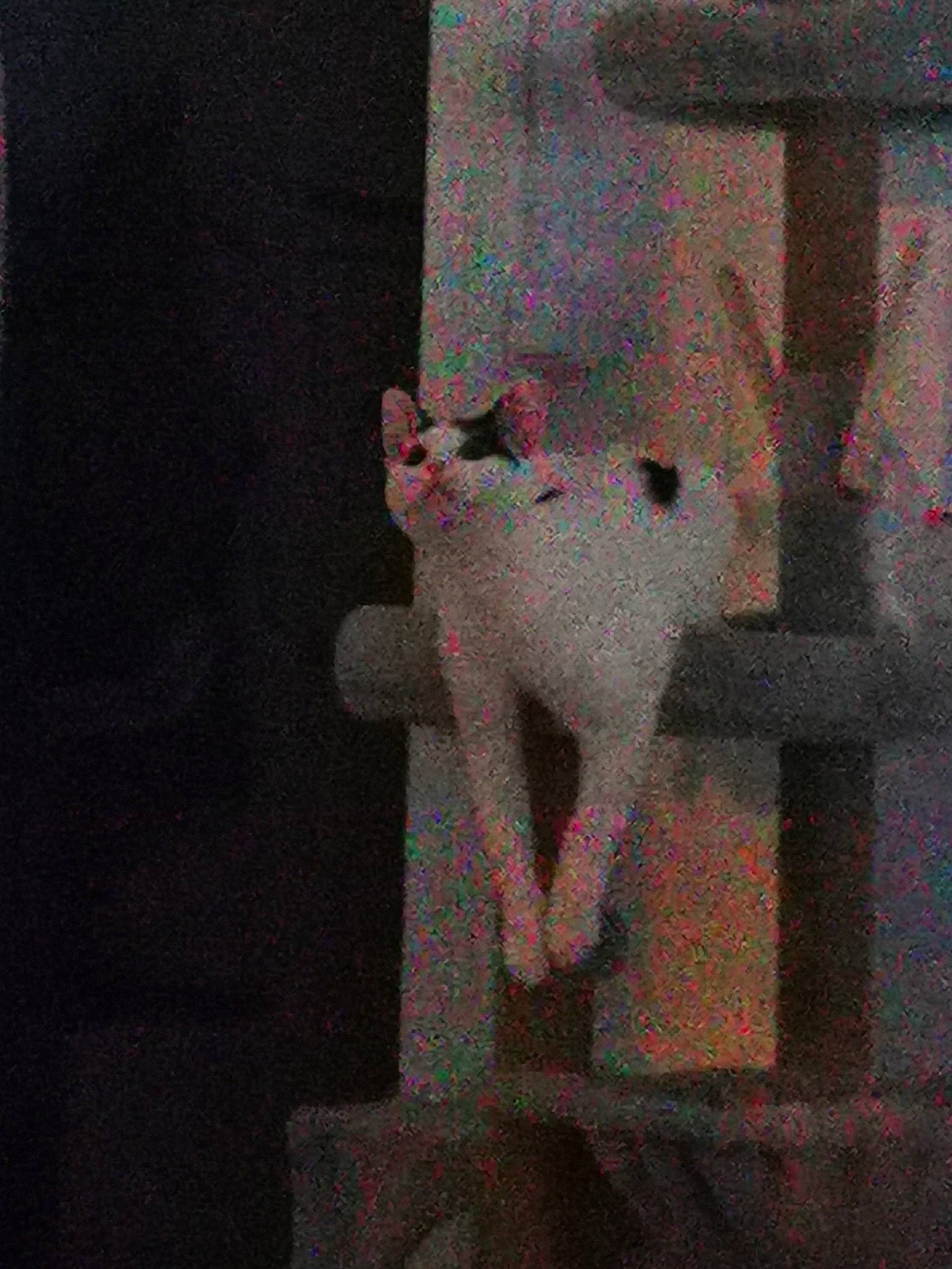 Dinah a rejoint le concours — aidez-le/la à gagner de superbes lots ! art, carmine, carnivore, cat, creative_arts, fawn, felidae, font, fur, grey, magenta, pattern, rectangle, room, small_to_medium_sized_cats, stuffed_toy, tail, toy, visual_arts, whiskers