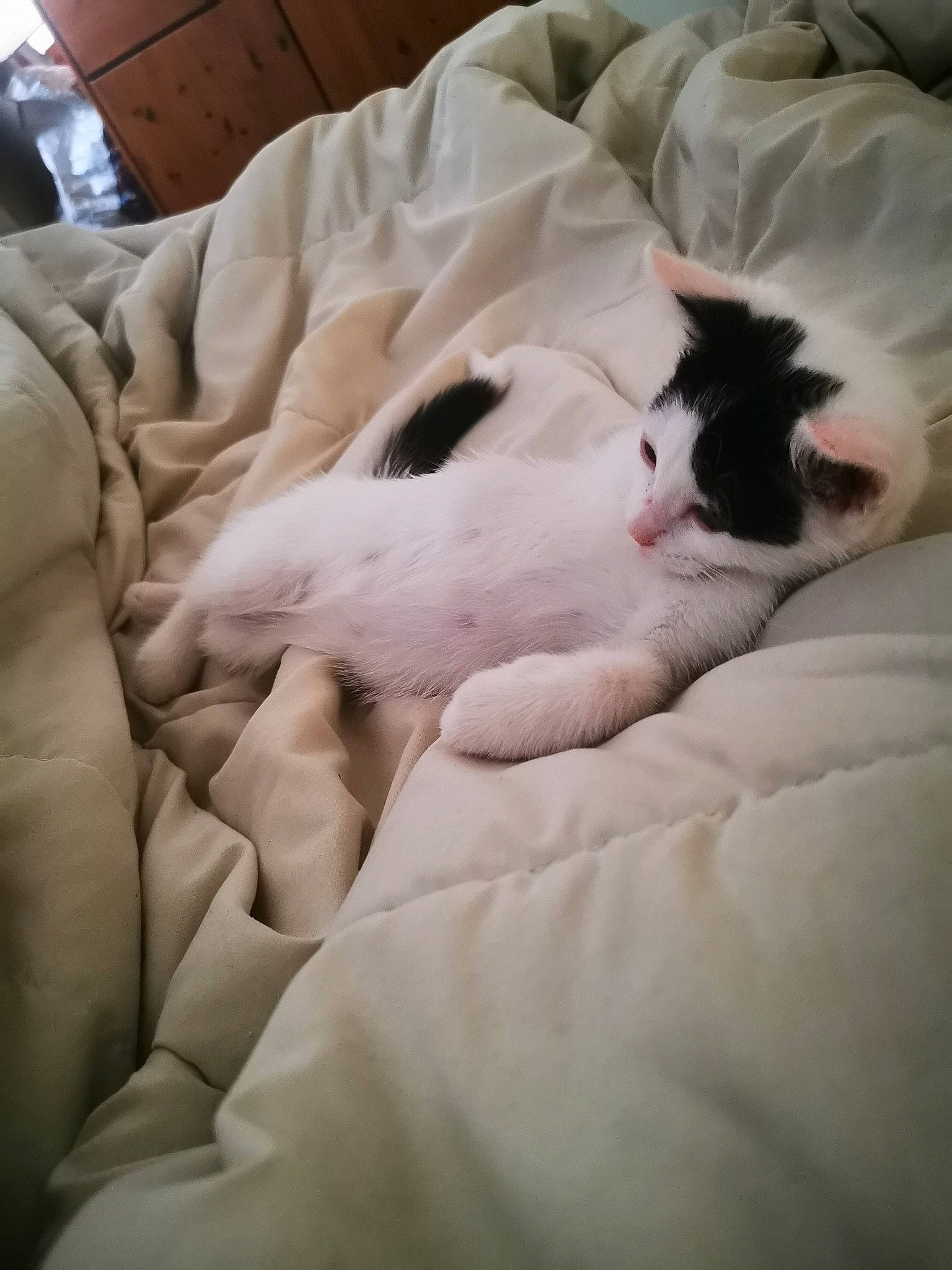 Dinah participe au concours pour gagner de l'argent avec cette photo : bed, bed_sheet, bedding, blanket, carnivore, cat, comfort, companion_dog, duvet, fawn, felidae, fur, linens, nap, paw, room, sleep, small_to_medium_sized_cats, tail, whiskers