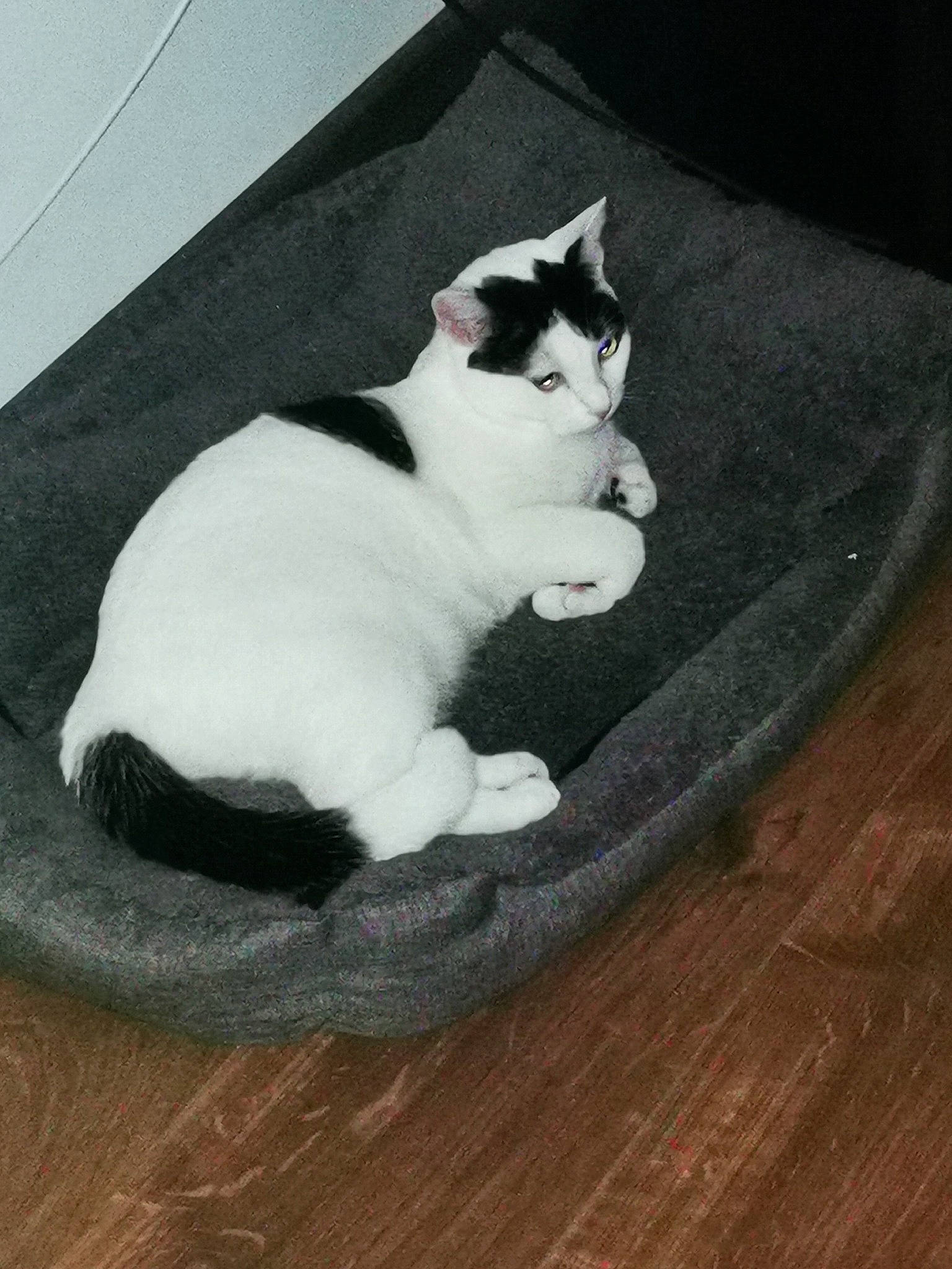 Dinah a rejoint le concours — aidez-le/la à gagner de superbes lots ! carnivore, cat, comfort, domestic_short_haired_cat, felidae, flooring, fur, grey, hardwood, laminate_flooring, monochrome_photography, paw, small_to_medium_sized_cats, snout, tail, tree, whiskers, wood, wood_flooring, wood_stain