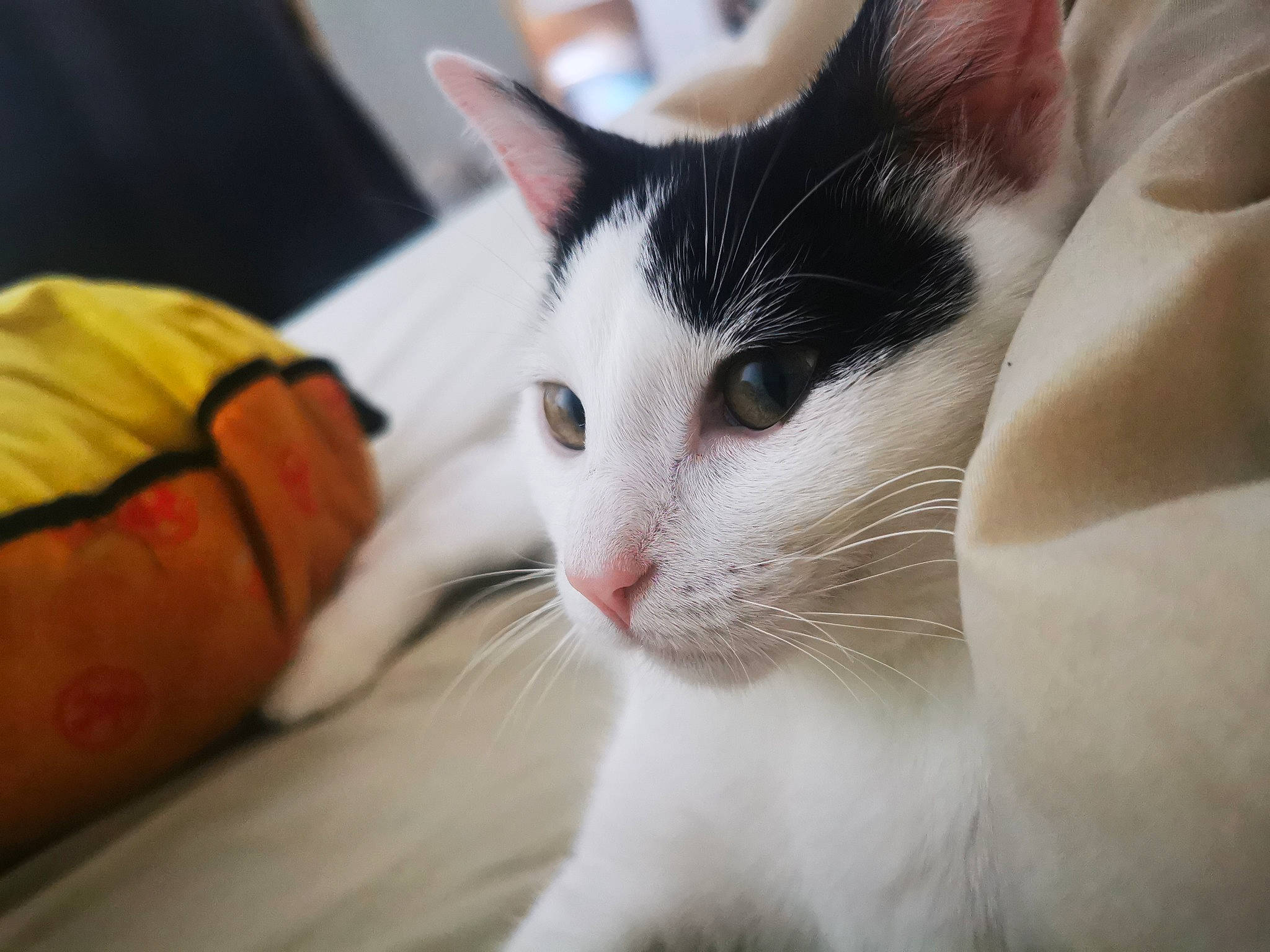 Dinah participe au concours pour gagner de l'argent avec cette photo : carnivore, cat, close_up, comfort, domestic_short_haired_cat, felidae, fur, paw, small_to_medium_sized_cats, snout, tail, whiskers