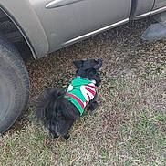 Gizzy joined the competition — help win amazing prizes! animal, black_dog, canine, car, clothing, curious, dog, festive, grass, lawn, nature, outdoor, pet, side_view, small_dog, standing, sweater, tire, vehicle, winter