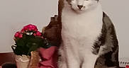 Spider participe au concours pour gagner de l'argent avec cette photo : cat, tabby_cat, indoor, potted_plant, flowers, pink_flowers, table, tablecloth, cushion, pet, animal, feline, sitting, domestic_cat, fur, whiskers, ears, face, eyes, cozy