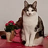 cat, tabby_cat, indoor, potted_plant, flowers, pink_flowers, table, tablecloth, cushion, pet, animal, feline, sitting, domestic_cat, fur, whiskers, ears, face, eyes, cozy