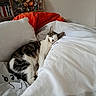 cat, sleeping, bed, pillow, blanket, indoor, cozy, resting, tabby, white, feline, relaxed, home, comfort, nap, fur, cute, animal, domestic, quiet