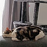 Spider a rejoint le concours — aidez-le/la à gagner de superbes lots ! cat, tabby_cat, sleeping, couch, furniture, indoor, gray, curtain, cat_tree, pet, animal, resting, cozy, fur, domestic_cat, relaxation, side_view, quiet, home, nap