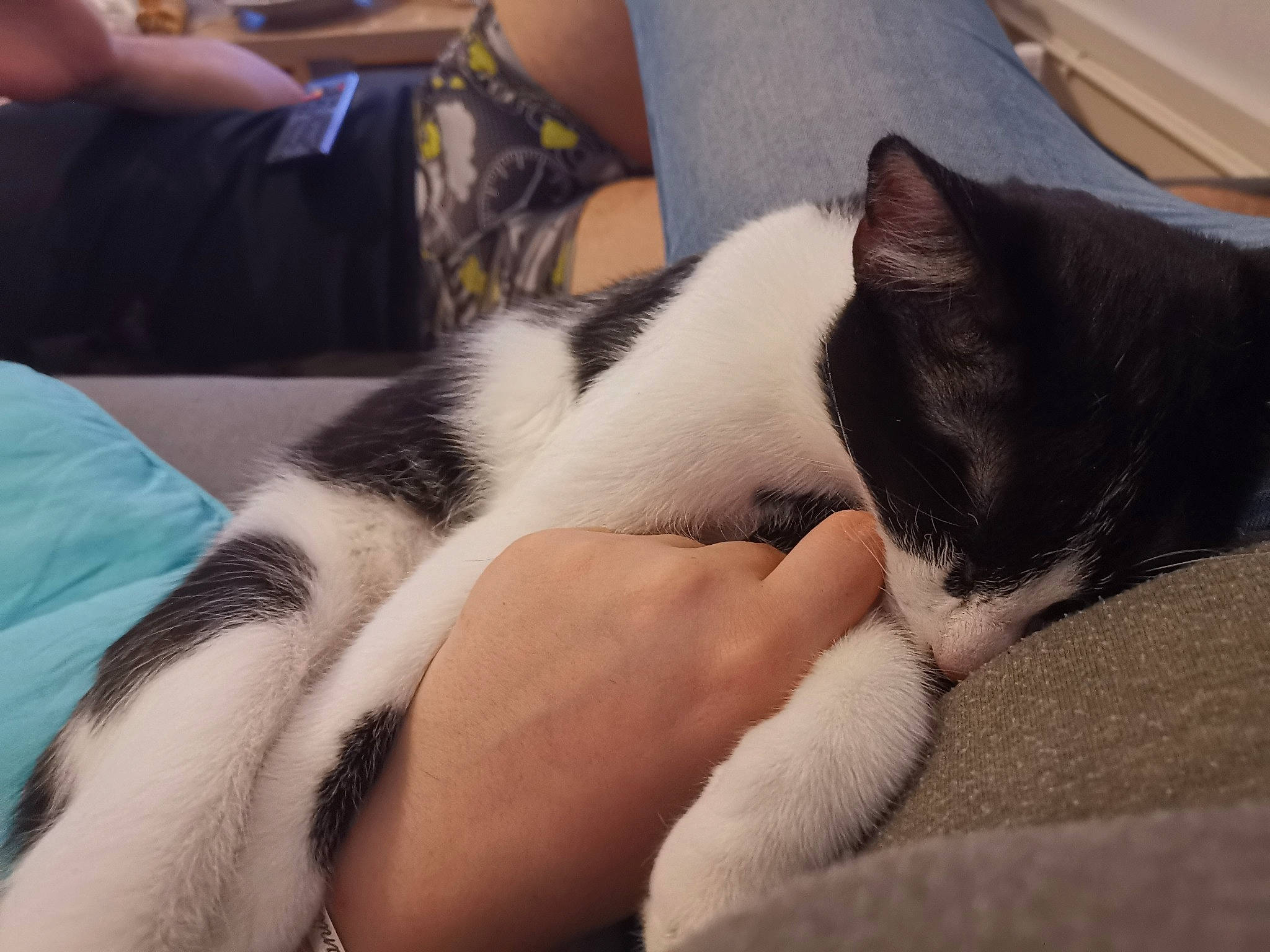 Zelda participe au concours pour gagner de l'argent avec cette photo : arm, black_hair, carnivore, cat, ear, felidae, foot, fur, hand, human_body, human_leg, lap, leg, nap, paw, polydactyl_cat, sleep, small_to_medium_sized_cats, tail, whiskers