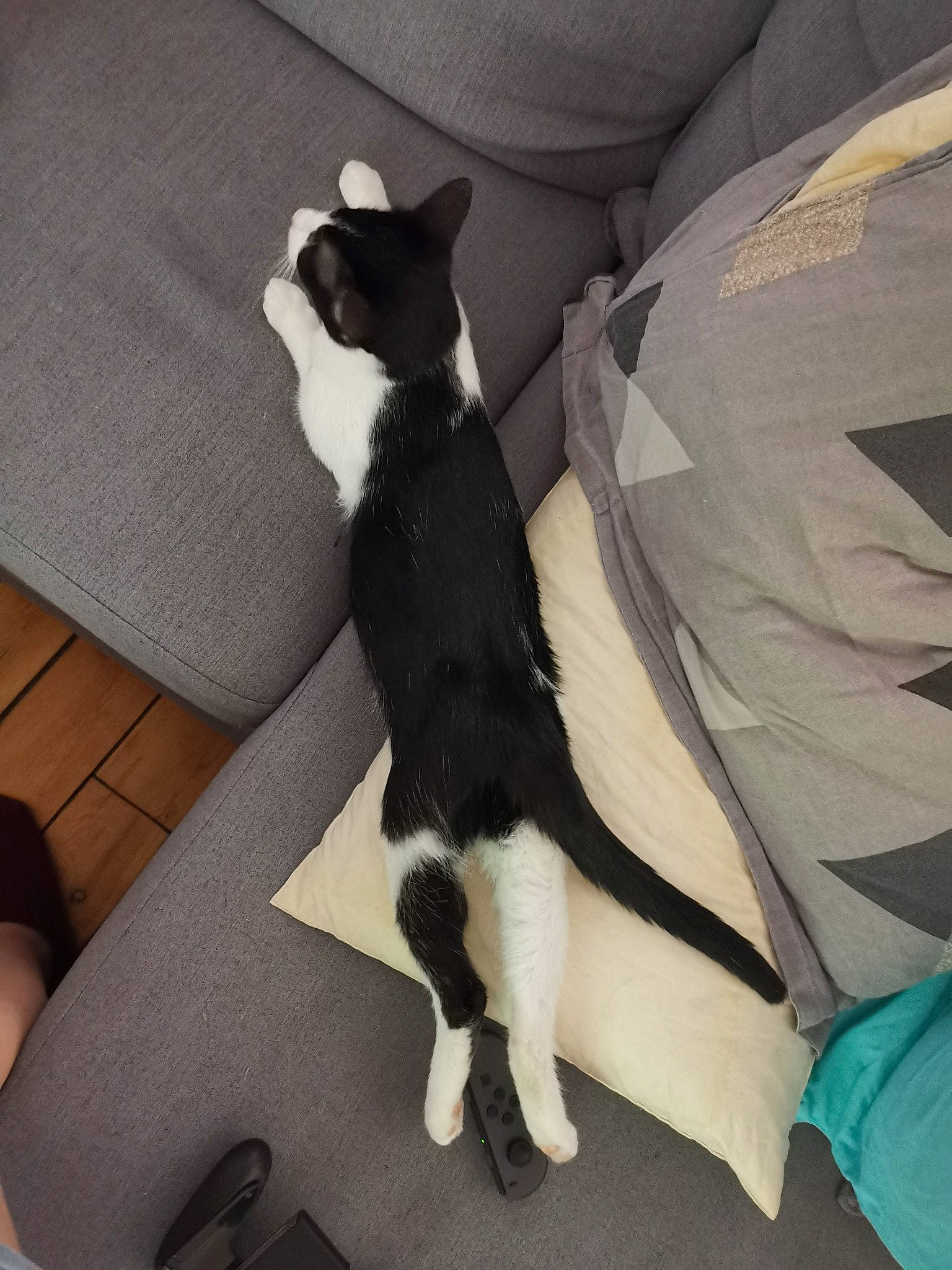 Zelda a rejoint le concours — aidez-le/la à gagner de superbes lots ! black, black_and_white, black_cat, canidae, carnivore, cat, domestic_short_haired_cat, felidae, formal_wear, fur, kitten, leg, polydactyl_cat, small_to_medium_sized_cats, tail, tuxedo, whiskers