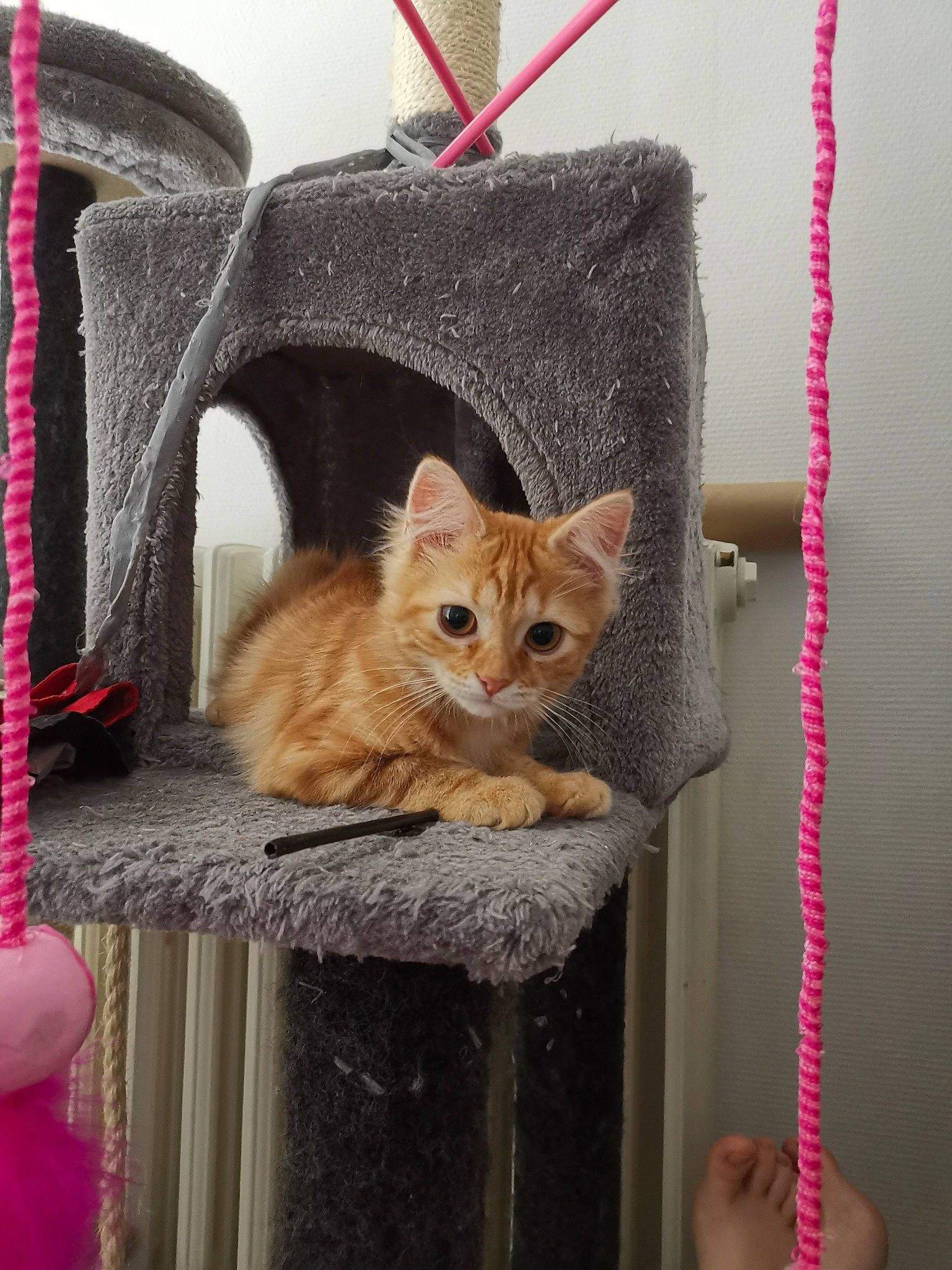 Piou participe au concours pour gagner de l'argent avec cette photo : asian, british_shorthair, carnivore, cat, domestic_short_haired_cat, european_shorthair, fawn, felidae, kitten, mammal, small_to_medium_sized_cats, tabby_cat, whiskers