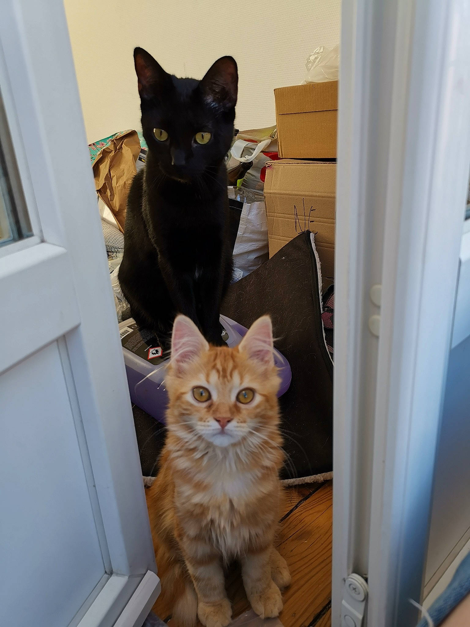 Piou a rejoint le concours — aidez-le/la à gagner de superbes lots ! asian, black_cat, carnivore, cat, domestic_short_haired_cat, door, european_shorthair, fawn, felidae, fur, german_rex, kitten, mammal, polydactyl_cat, small_to_medium_sized_cats, tabby_cat, whiskers, window