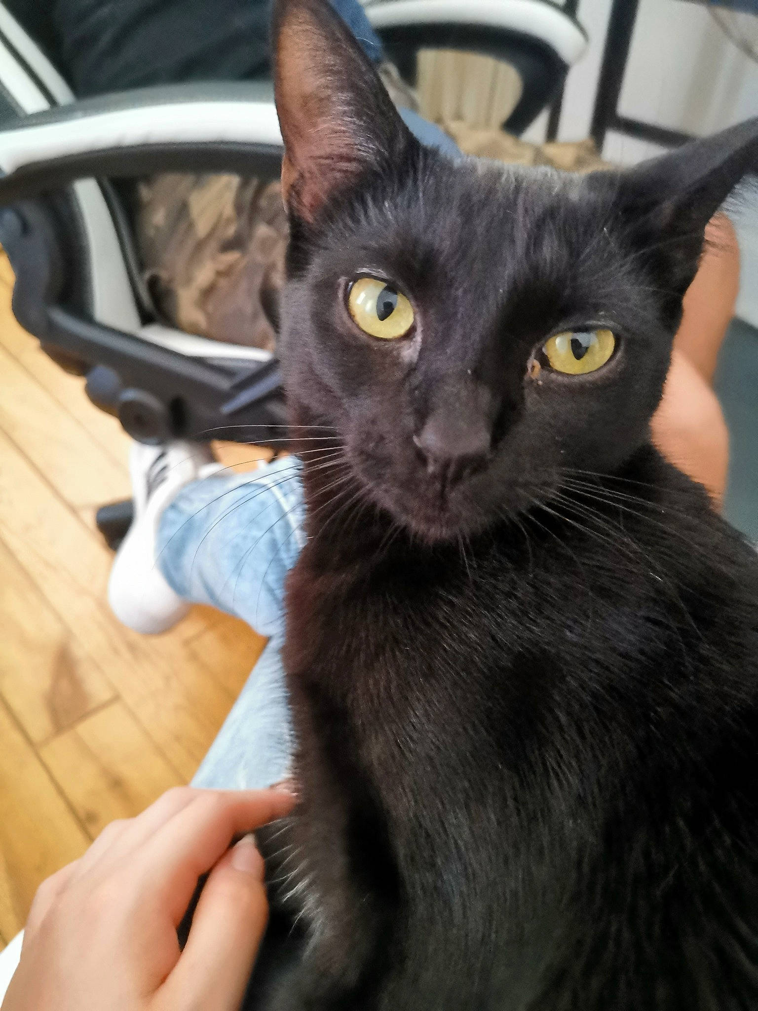 Lutie a rejoint le concours — aidez-le/la à gagner de superbes lots ! asian, black_cat, bombay, burmese, carnivore, cat, domestic_short_haired_cat, eye, felidae, havana_brown, javanese, kitten, korat, mammal, oriental_longhair, oriental_shorthair, small_to_medium_sized_cats, snout, vertebrate, whiskers