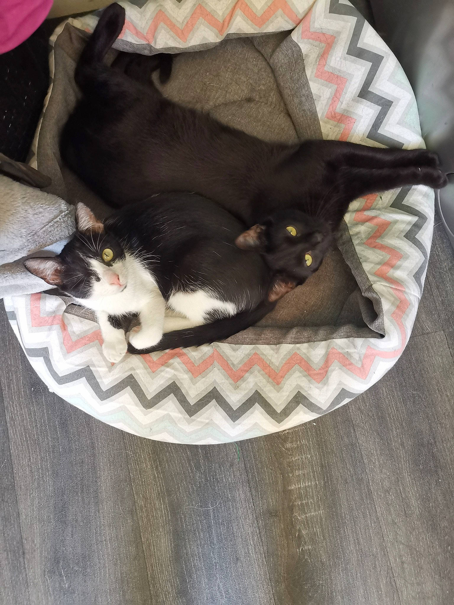 Lutie participe au concours pour gagner de l'argent avec cette photo : black_cat, canidae, carnivore, cat, domestic_short_haired_cat, felidae, kitten, nap, small_to_medium_sized_cats, tail, whiskers