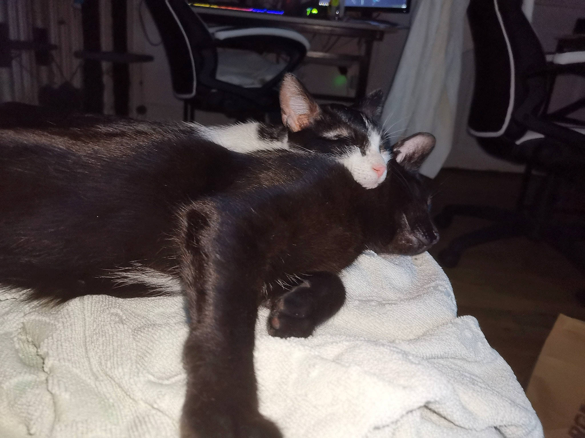 Lutie a rejoint le concours — aidez-le/la à gagner de superbes lots ! asian, black, black_cat, carnivore, cat, devon_rex, ear, felidae, fur, havana_brown, kitten, mammal, oriental_longhair, oriental_shorthair, paw, small_to_medium_sized_cats, snout, tail, vertebrate, whiskers