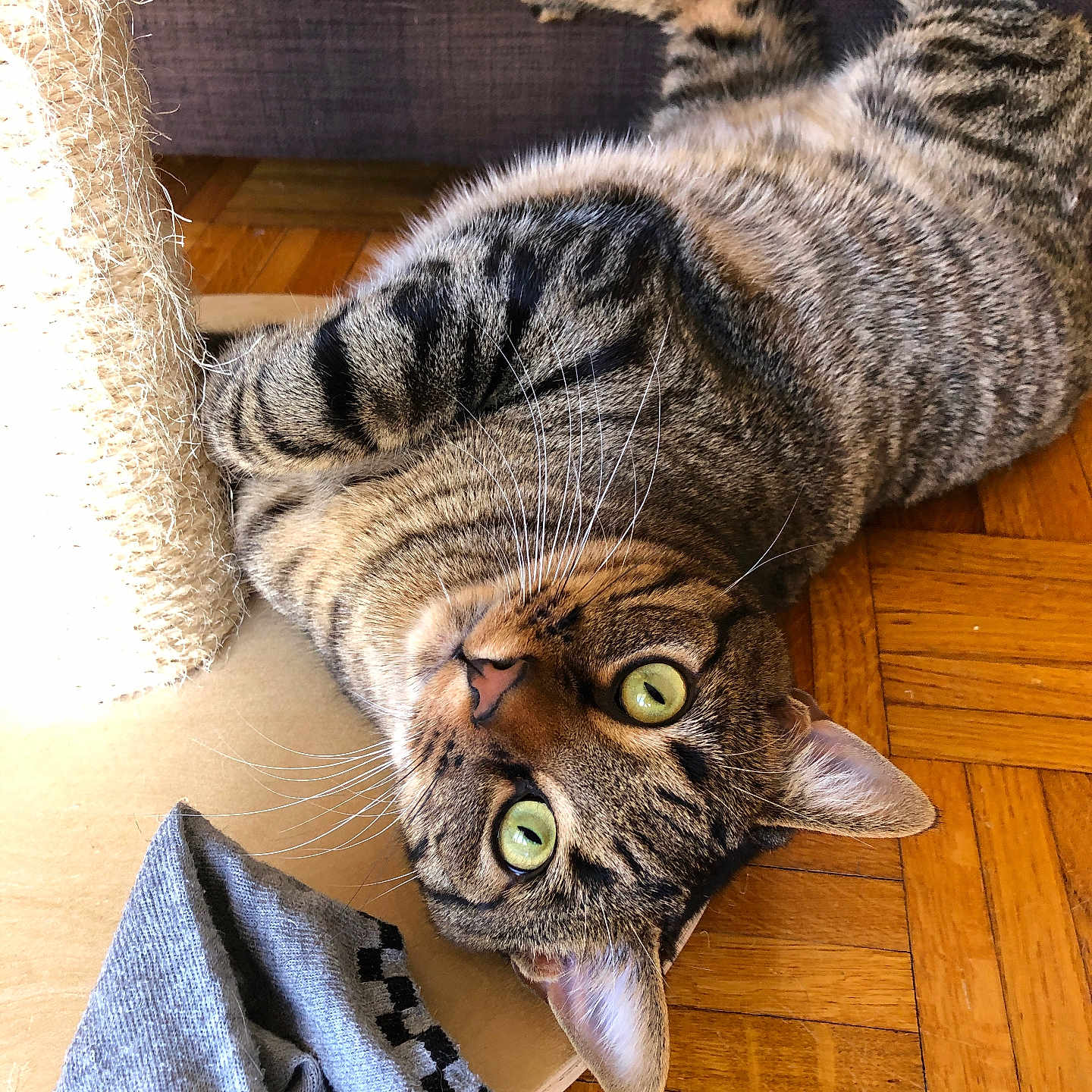 Sharly