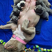 Cookie joined the competition — help win amazing prizes! dog, puppies, nursing, blue_blanket, animal, pet, sleeping, cute, mammal, fur, collar, indoor, carpet, resting, family, newborn, young, canine, pink_collar, snuggling