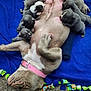 dog, puppies, nursing, blue_blanket, animal, pet, sleeping, cute, mammal, fur, collar, indoor, carpet, resting, family, newborn, young, canine, pink_collar, snuggling